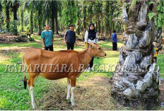 Desa Diminta Hati-hati dalam Pengadaan Barang Program Ketahanan Pangan