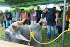 11 Ekor Sapi Kurban Sumbangan Presiden Prabowo Dibagikan Secara Merata