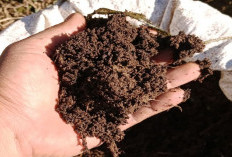 Begini Cara Membuat Kompos Dari Kohe, Sekam Padi dan Arang
