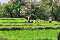 Di Daerah Ini Panen Tak Serentak, Begini Kata Organisasi Tani 