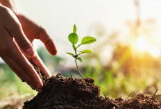 Apa Artinya Mimpi Menanam Pohon? Ini Tafsir Lengkapnya