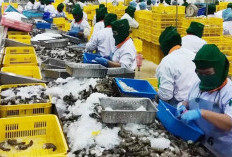 Pemerintah Komitmen Lindungi Masyarakat dan Industri Udang Nasional