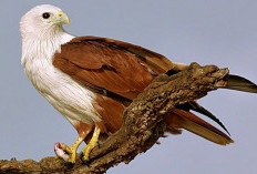 Makna Mimpi Melihat Burung Elang: Simbol Kekuatan dan Pertanda Penting
