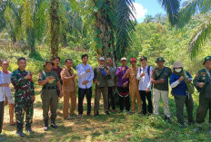 Harimau Terkam Anak Sapi, Tim Penembak Bius dan Dokter Hewan Standby di Lokasi