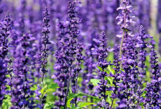 Kenali Bunga Lavender Serta Manfaatnya Yang Jarang Diketahui Banyak Orang