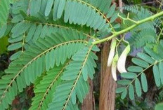 Mengulik 8 Manfaat Kesehatan dari Daun Turi Sebagai Obat Herbal