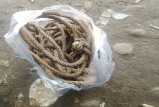 Warga Diminta Waspada, Pencurian Ternak Marak di Pondok Tengah