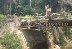 Jembatan Karya Jaya dan Jalan Provinsi dari Suka Merindu-Tugu Garuda Jadi Prioritas Usulan di Musrenbangcam