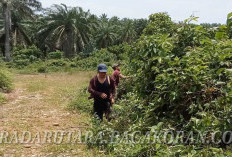 Tanggapi Penggarapan Lahan Inclave, Camat Koordinasi ke Pemkab
