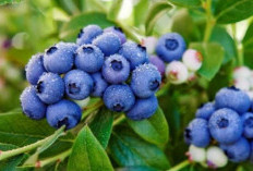 Kenali 15 Manfaat dari Buah Blueberry yang Baik untuk Kesehatan serta Kecantikan