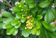 Masih Diseputaran Pengobatan Secara Alami ! Temukan Manfaat Dari Daun Pacar Cina Bagi Kesehatan 