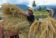 Upaya Peningkatan Produksi Beras Nasional, Mengejar Swasembada Beras 2027