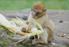 Petani Kapok Tanam Jagung Gara-gara Diserang Monyet