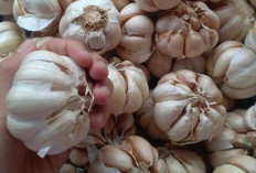 Jangan Lewatkan Rutinitas Konsumsi Air Bawang Putih Pada Pagi Hari, Rasakan Sensasinya