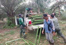 BKSDA Bengkulu Tarik Seluruh Perangkap Harimau di Kecamatan Napal Putih dan Pinang Raya