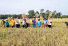 Camat Berharap Desa Berperan Tekan Alih Fungsi Lahan Sawah