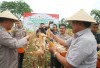 Panen Raya Komoditi Jagung, Upaya Dukung Program Ketahanan Pangan