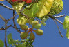 Menilik 5 Khasiat Luar Biasa dari Kakadu Plum bagi Kesehatan, Buah Asam Asal Australia!