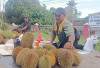 Musim Durian di Momen Nataru 2025, Berkah Buat Para Pedagang Durian