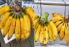 Kenali Pisang Raja Serta Manfaatnya Bagi Kesehatan Tubuh Kita Yang Jarang Diketahui 