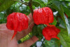 Menggoda dengan Rasa Pedas yang Ekstrem: Cabe Carolina Reaper dan Panduan Aman Menikmatinya