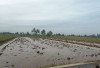 Masuk Akhir Tahun, Petani Baru Bisa Turun ke Sawah. Tahun Depan Butuh Pupuk Lebih Banyak