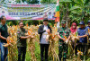 Apresiasi Program Desa, Bupati Panen Raya Jagung di Desa Argamulya