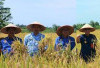 Tahukah Anda Apa Farmer Field Day Pertanian Organik, Ternyata Kegiatan Ini Juga Ada di Bengkulu Utara