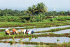 Sawah Kemumu Diprediksi Hanya Sekali Musim Tanam Padi di 2025