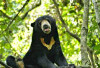Beruang Berkeliaran di Sekitaran Kaki Bukit Barisan, Lebih Berani Lagi Sempet di Belakang Rumah Warga