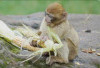 Petani Kapok Tanam Jagung Gara-gara Diserang Monyet